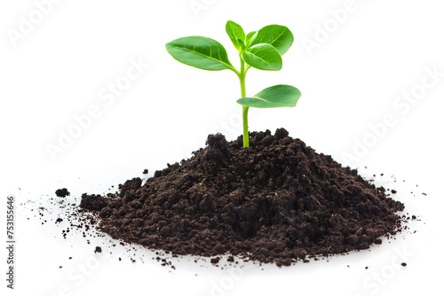 Young Plant Sprouting from a Mound of Soil Isolated on White
