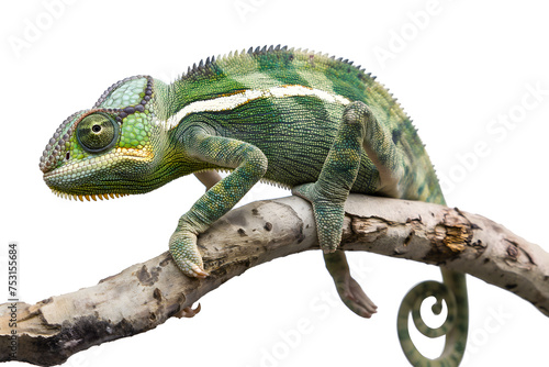 Vibrant Chameleon Perched on a Branch against White Background