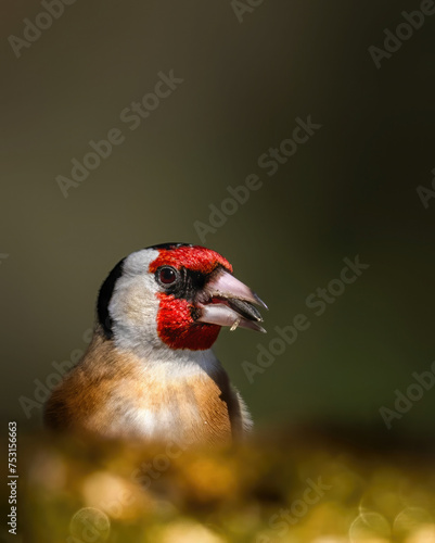 European goldfinch portrait