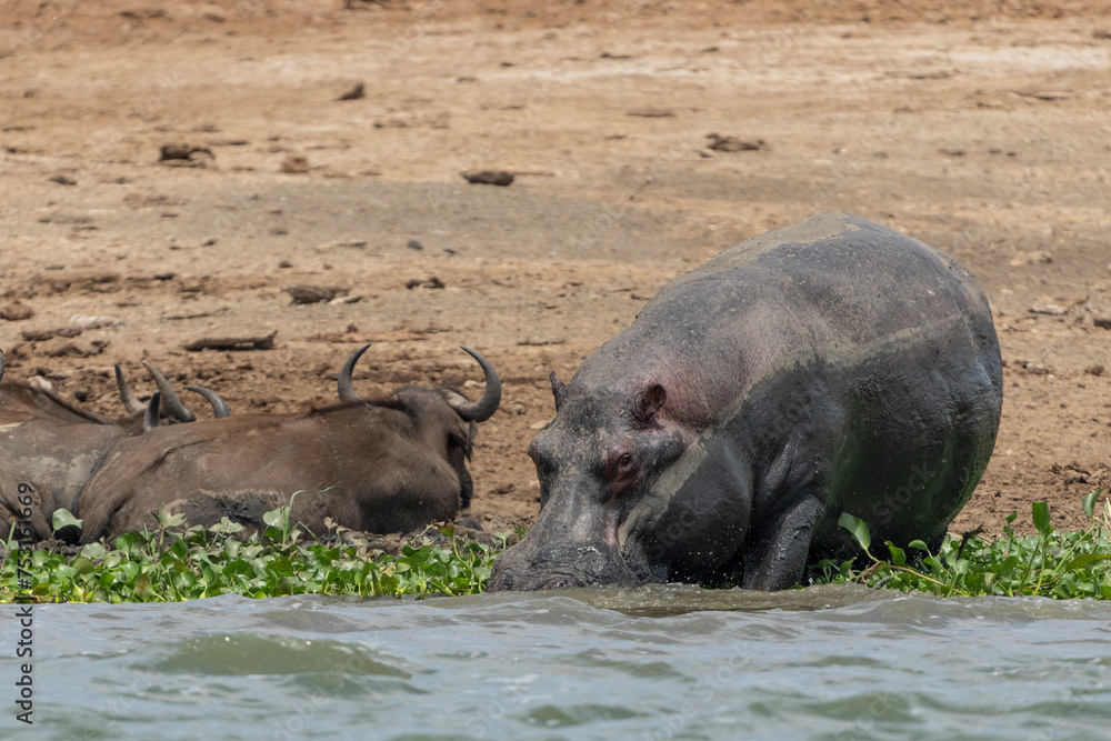 Hippo (Hippopotamus amphibius) Hippo (Hippopotamus amphibius)