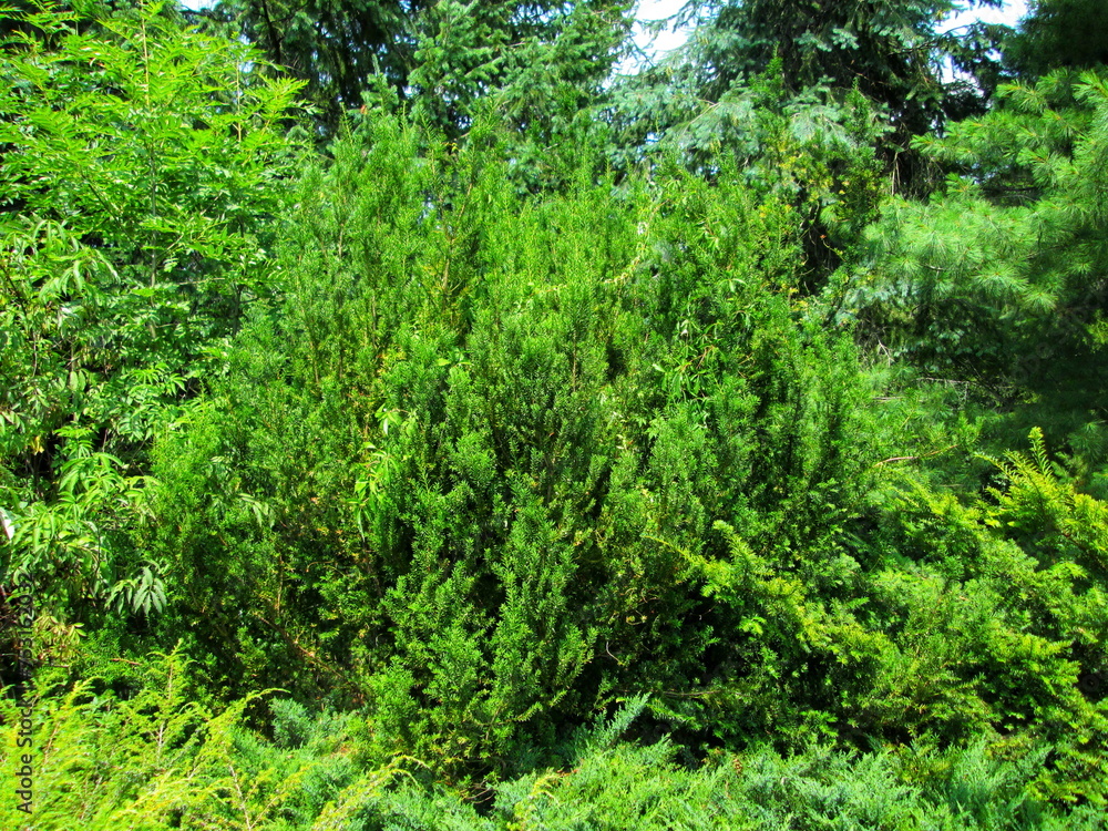 Verdant Evergreen Shrub in Park Setting Verdant Evergreen Shrub in Park Setting