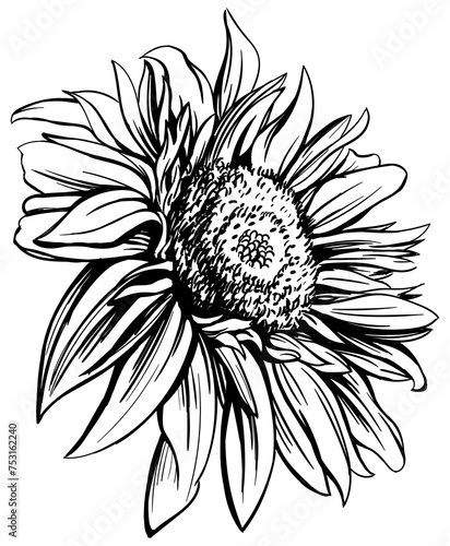 Fototapeta Naklejka Na Ścianę i Meble -  Hand drawn sunflower. Illustration in black and white colors.