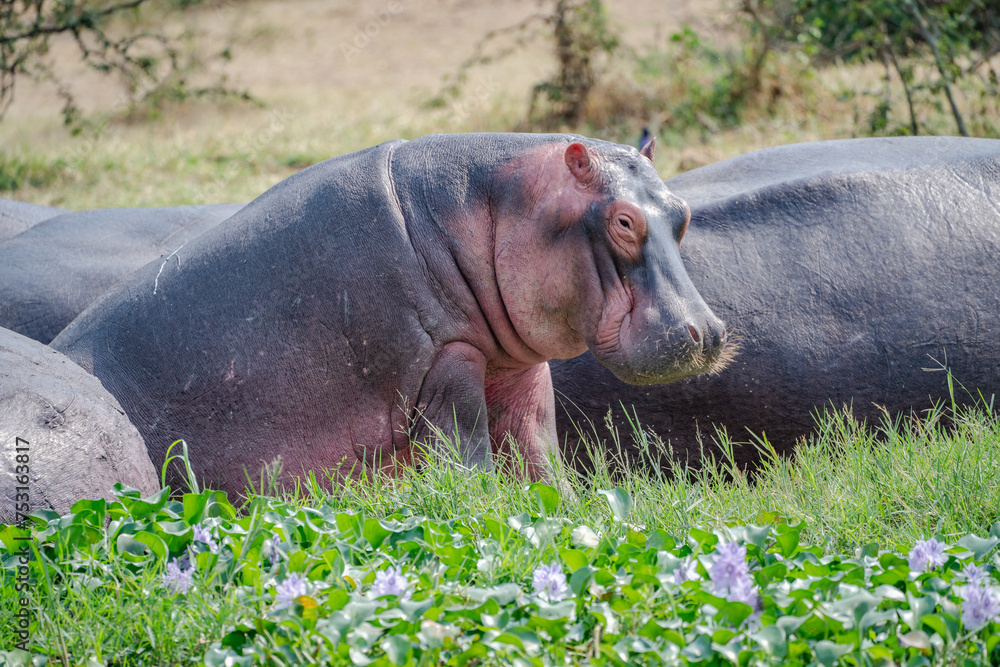 Hippopotamus sits near the edge of Kazinga channel in Uganda Hippopotamus sits near the edge of Kazinga channel in Uganda