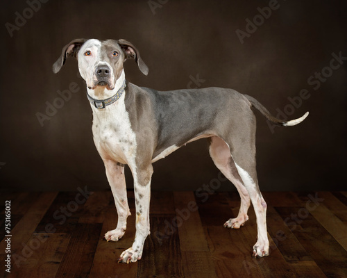 Side View of a Beautiful Mixed Breed Adult Dog Standing