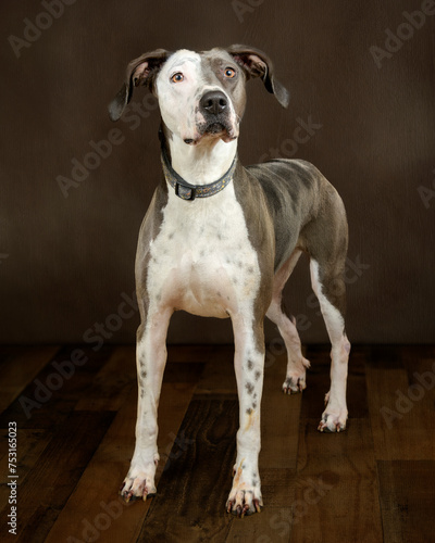 Vertical Shot of a Beautiful Mixed Breed Adult Dog Standing