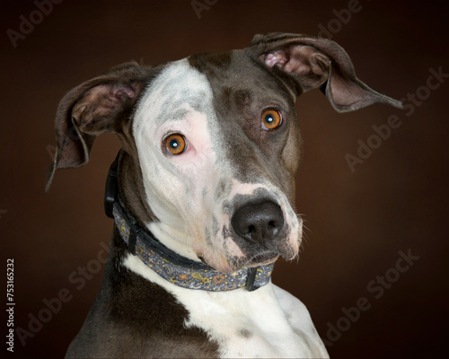 Close-up of the Two Tone Face of a Beautiful Mixed Breed Adult Dog at a Slight Angle