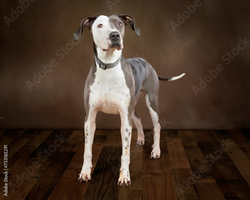 Beautiful Mixed Breed Adult Dog Standing