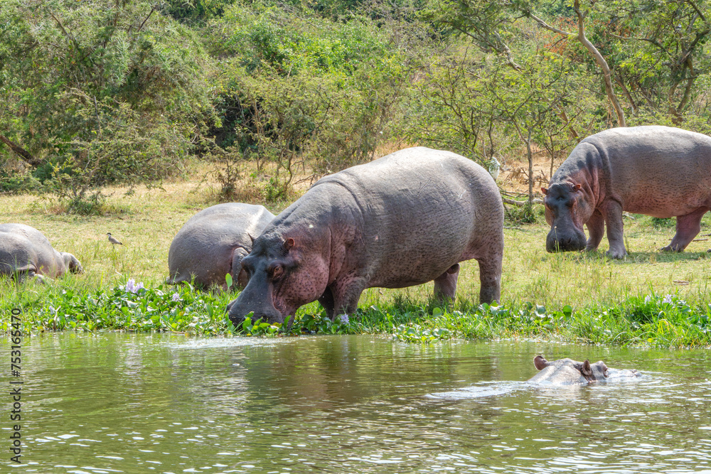 Hippos eating grass at Kazinga channel, Uganda Hippos eating grass at Kazinga channel, Uganda