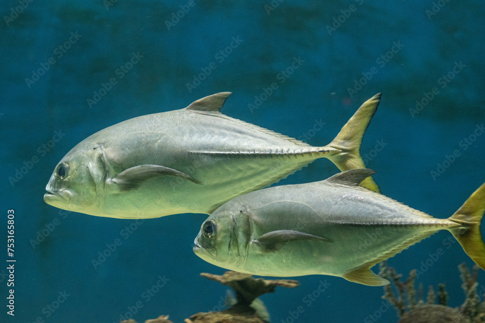Horseeye jack fish swimming in the water at an aquarium. Exotic fish