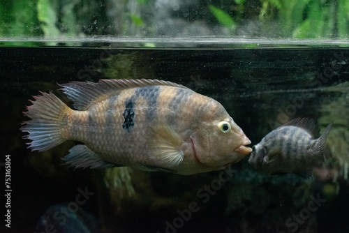 The convict cichlid Amatitlania nigrofasciata fish floating in aquarium photo
