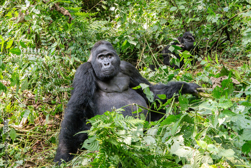 Silverback mountain gorilla sits back in Bwindi Impenetrable Forest, Uganda