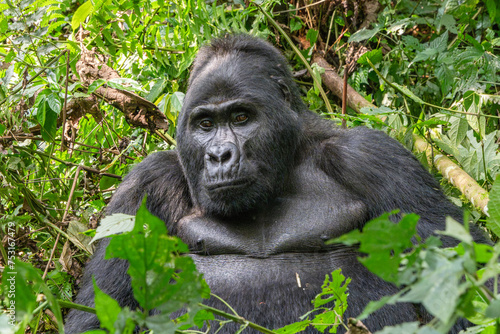 Silverback mountain gorilla close up in Bwindi Impenetrable Forest, Uganda