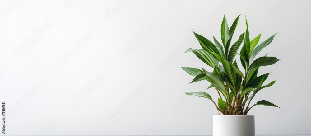 Houseplant with Slim Leaves on White Background - obrazy, fototapety, plakaty 