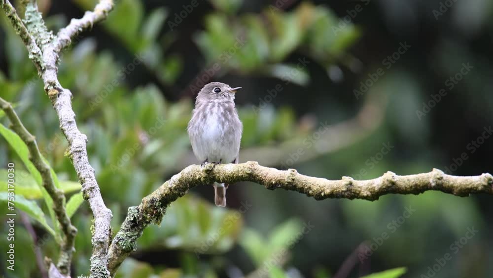 Nature Beautiful bird standing on tree brunches , 4K Footage of Nature wildlife bird species of Grey-Streaked Flycatcher . Nature Beautiful bird standing on tree brunches , 4K Footage of Nature wildlife bird species of Grey-Streaked Flycatcher .