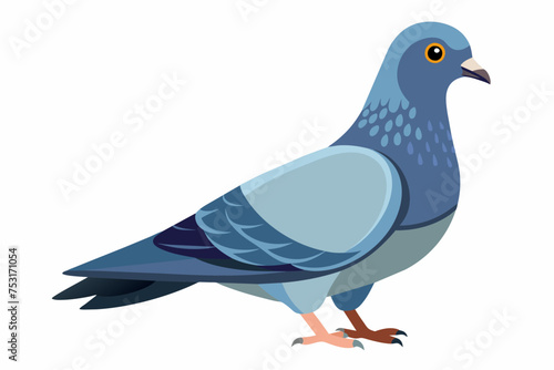  a pigeon vector illustration, on a clean white background