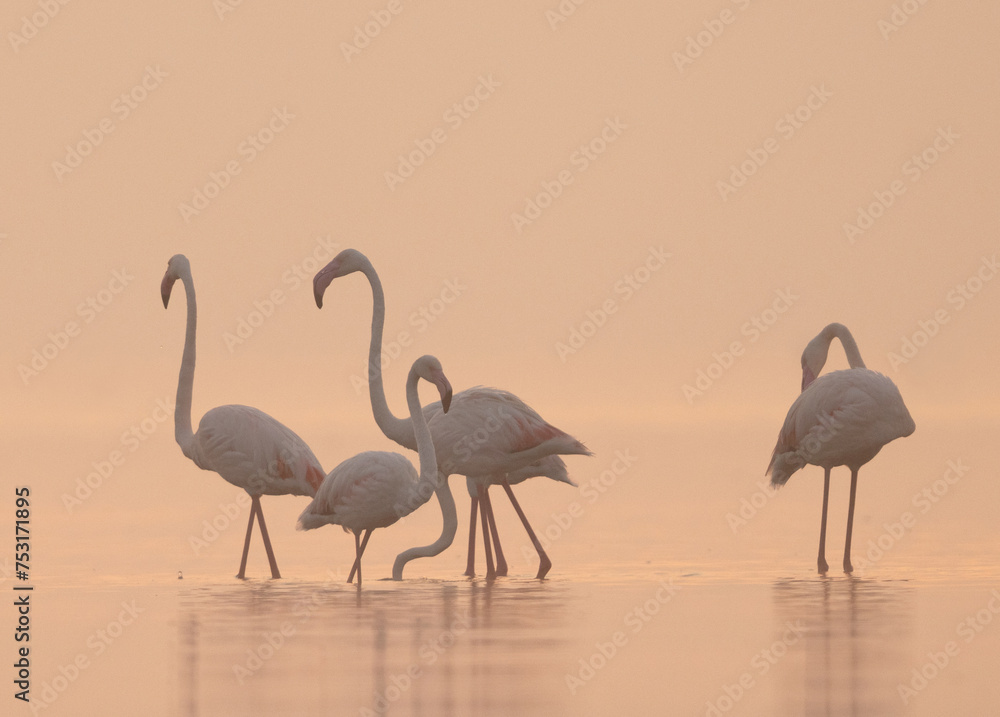 Naklejka premium Greater Flamingos during sunrise at Bhigwan bird sanctuary, India