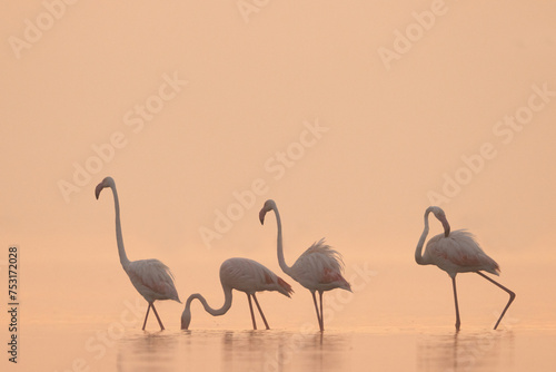 Greater Flamingos during morning at Bhigwan bird sanctuary, India © Dr Ajay Kumar Singh
