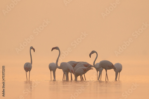 Greater Flamingos feeding in golden hue at Bhigwan bird sanctuary, India © Dr Ajay Kumar Singh