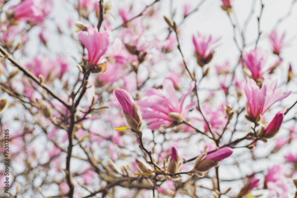 Spring Blossoms of a Magnolia Spring Blossoms of a Magnolia