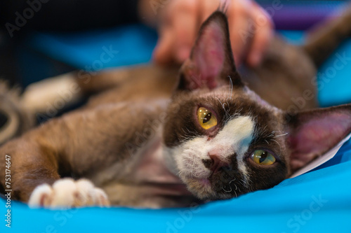 Quadro su tela Kot rasowy cornish rex rex kornwalijski czarno biały bawiący sie.