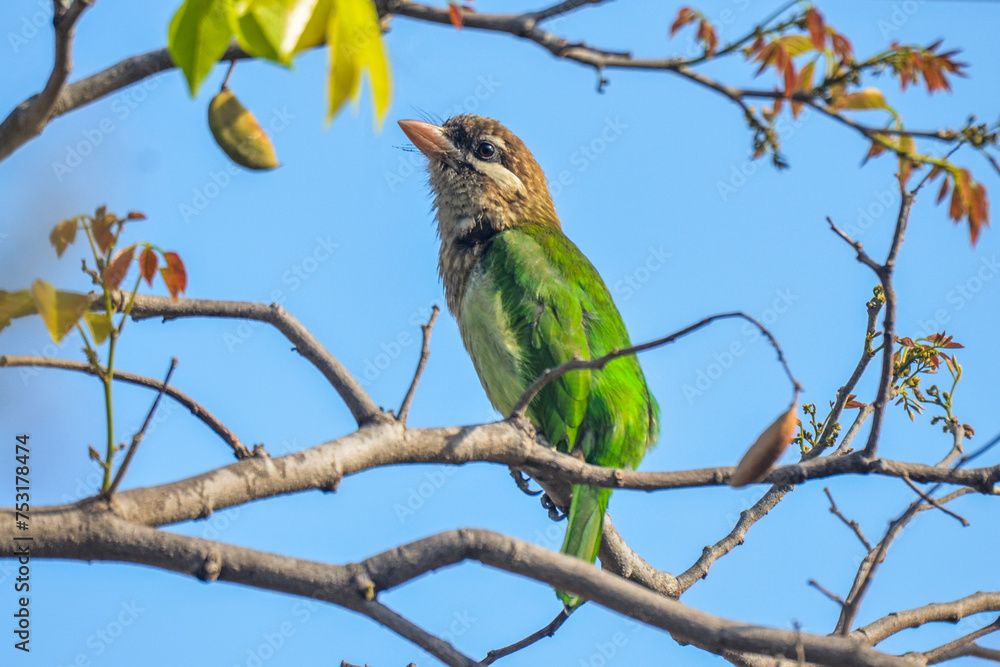 White-Cheek Barbet perched on tree branch White-Cheek Barbet perched on tree branch