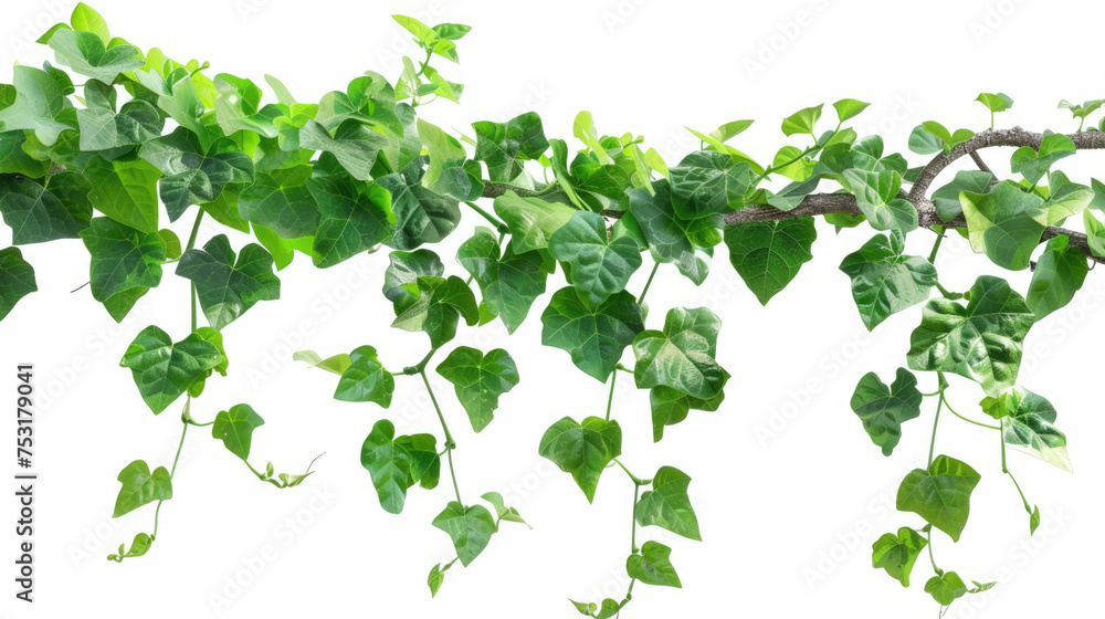 Lush Green Hanging Potted Plant Isolated on White Background Lush Green Hanging Potted Plant Isolated on White Background