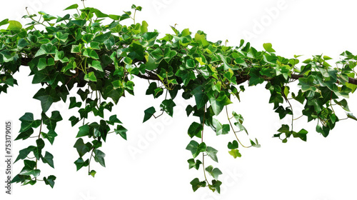 Lush Green Hanging Potted Plant Isolated on White Background