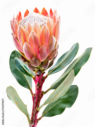 Protea Flower in Full Bloom Isolated on White Background © romanets_v