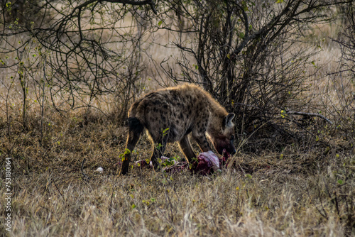 Hyena eating a prey on the Savannah landscape in kruger national park, south africa 