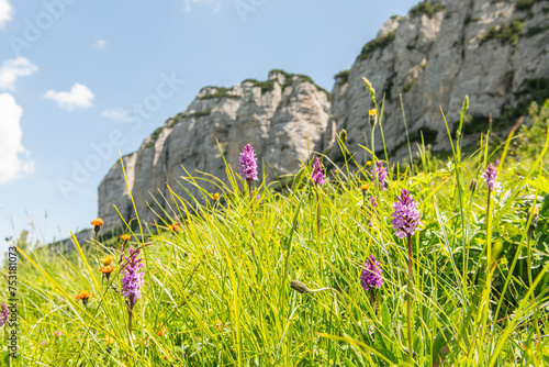 View on the Hintere hüser ( 1951m) and Mittlere hüser (1938m) in Alpstein Alps. Fresh alpine meadow with moorland spotted orchids in the foreground. Alpine summer meadow with rock cliffs in the back. photo