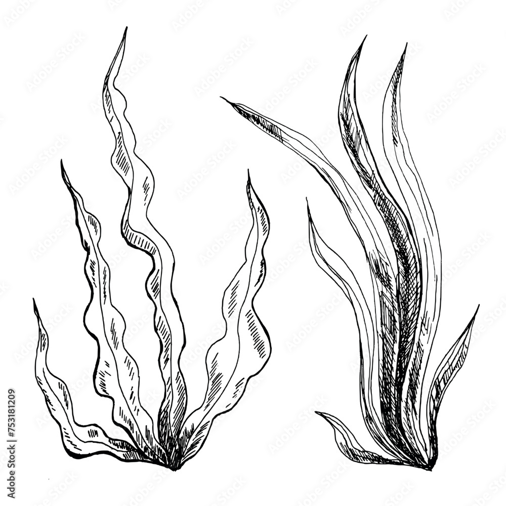 Fototapeta premium Illustration of seaweed line art. Algae are black and white hand-drawn in ink, isolated on a white background.