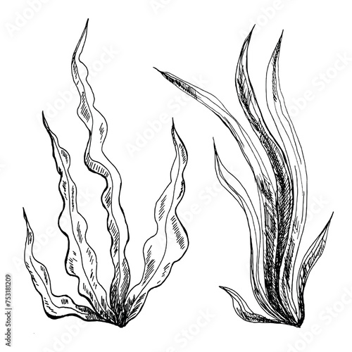 Illustration of seaweed line art. Algae are black and white hand-drawn in ink, isolated on a white background. photo