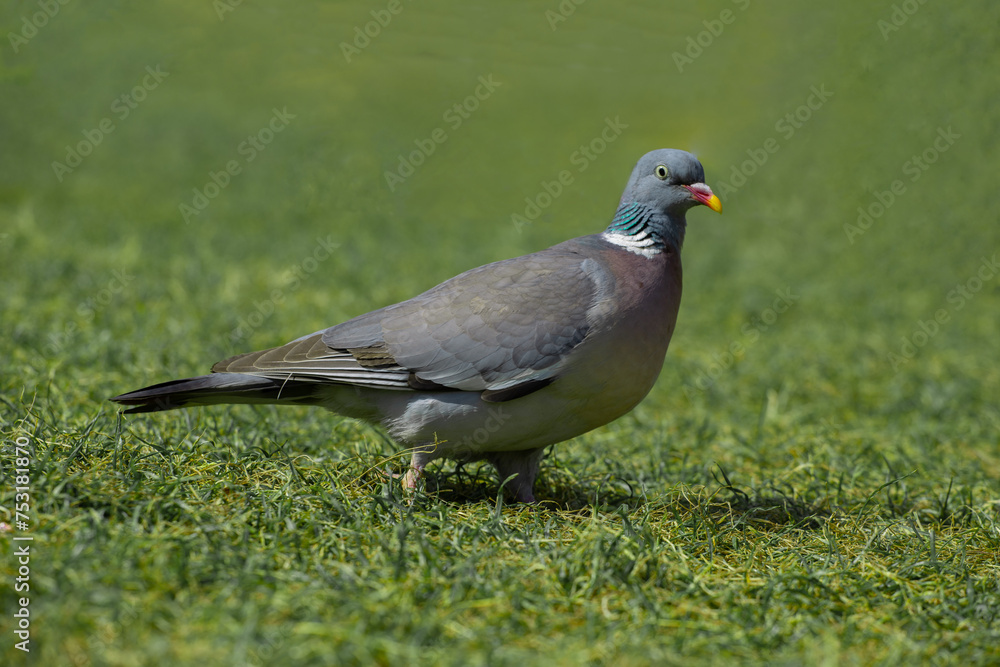 A bird named cushat, strolling through grass. Columba palumbus A bird named cushat, strolling through grass. Columba palumbus