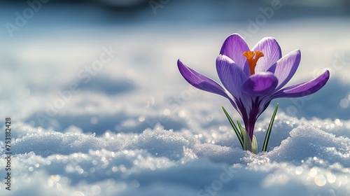 Purple Flower Resting in Snow
