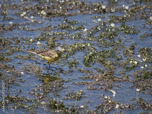 Wagtail looking for insects