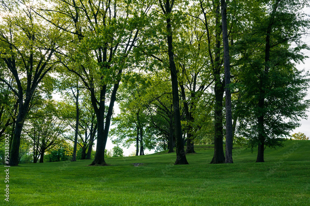 trees in the park