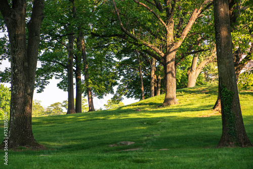 trees in the park with a green hill