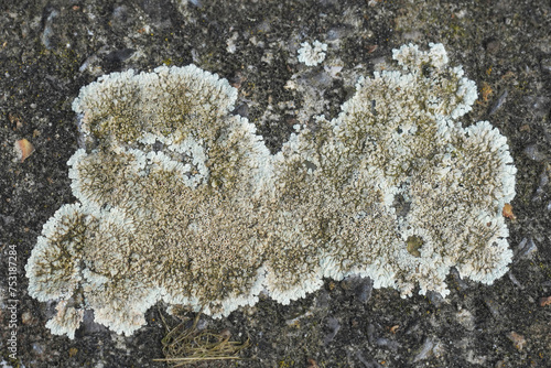 Closeup on a white lichen species growing on stone, Lecanora muralis photo