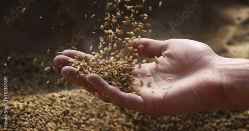 Super slow motion macro unshelled fresh harvested rice grains seeds are falling on farmer or agriculturist hand for quality control in rural cereal production agriculture farmland at 1000 fps. photo