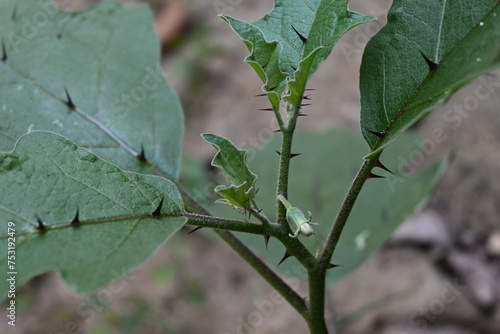An Eggplant plant that has a flower bud that is ready to bloom and thorns on its leaves