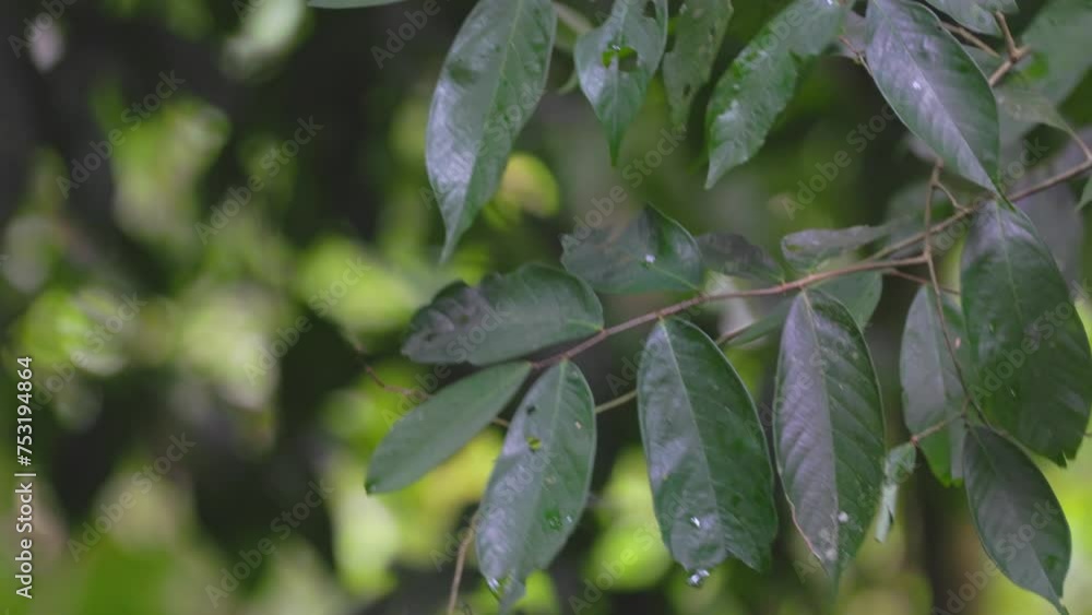 Nature green leaves on nature deep rainforest jungle Nature green leaves on nature deep rainforest jungle