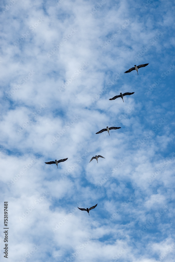 flock of pelicans flying birds