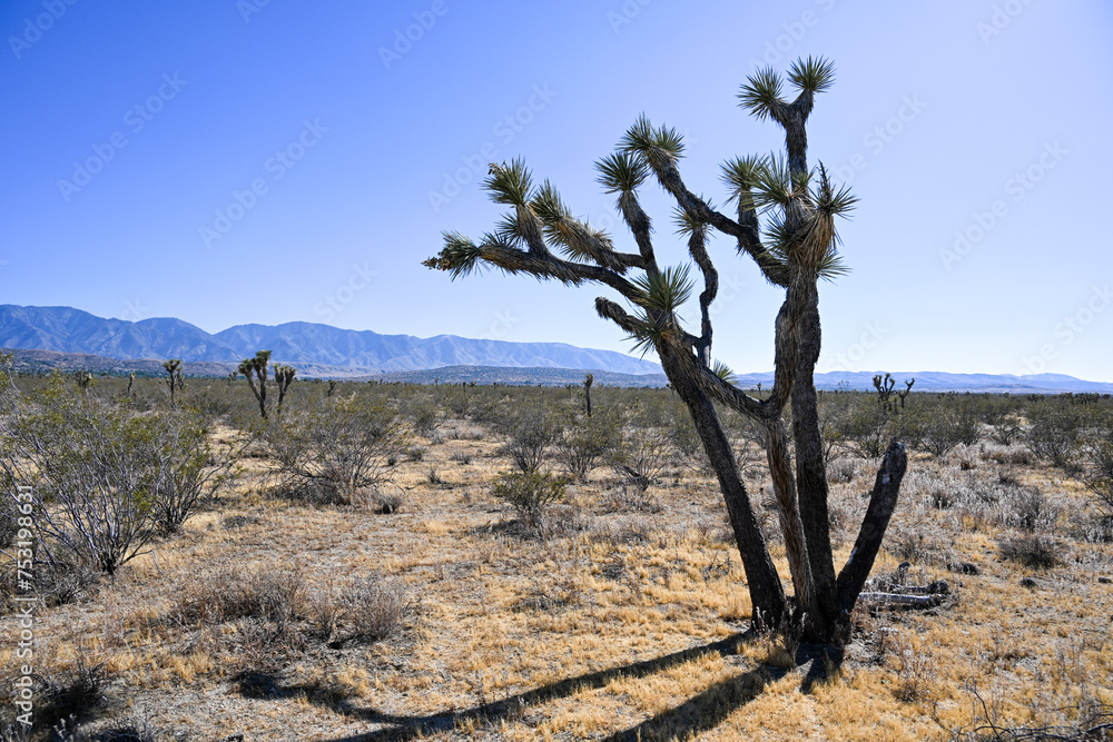 joshua trees in dessert with mountains