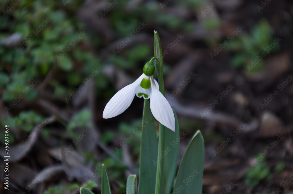 Fototapeta premium Fresh white snowdrops in garden at early spring, Sofia, Bulgaria 