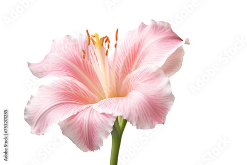 Pink flowers icon  3D render style  isolated on white or transparent background.