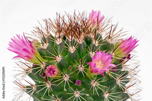 close up of blooming cactus mammillaria spinosissima on white background, detail shot of pink flowers a cactaceae plant photo