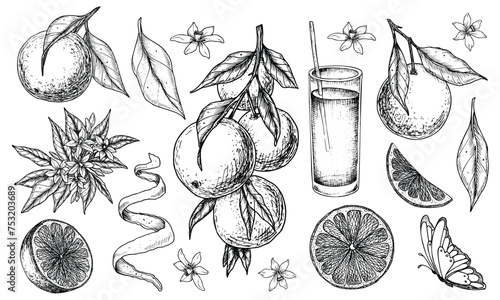 Orange Fruits set. Vector hand drawn illustration of tangerine branches with leaves and slices of citrus Fruits in black and white colors. Bundle of mandarins for food label or menu.