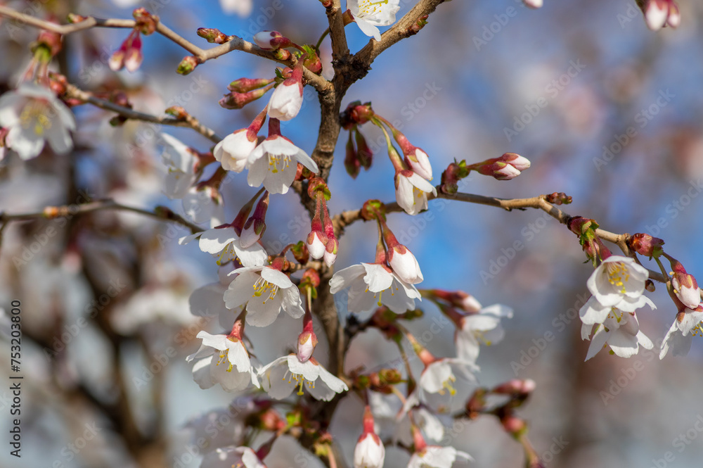 Prunus incisa Kojou-no-mai flowering early spring ornamental tree, beautiful small bright white flowers in bloom on branch