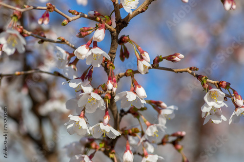 Obraz na płótnie Prunus incisa Kojou-no-mai flowering early spring ornamental tree, beautiful small bright white flowers in bloom on branch w salonie