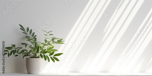 Shadow of window on white wall with green leaves, mockups, posters, stationary, design presentation, sunny day concept, creative copyspace. © Lasvu